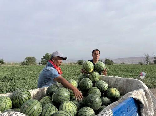 蔡家坡吃瓜,吃瓜群众的欢乐盛宴 第3张 蔡家坡吃瓜,吃瓜群众的欢乐盛宴 第3张